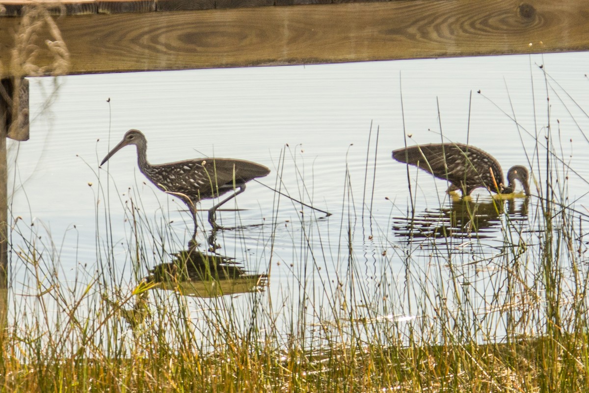 Limpkin (Speckled) - ML576342411