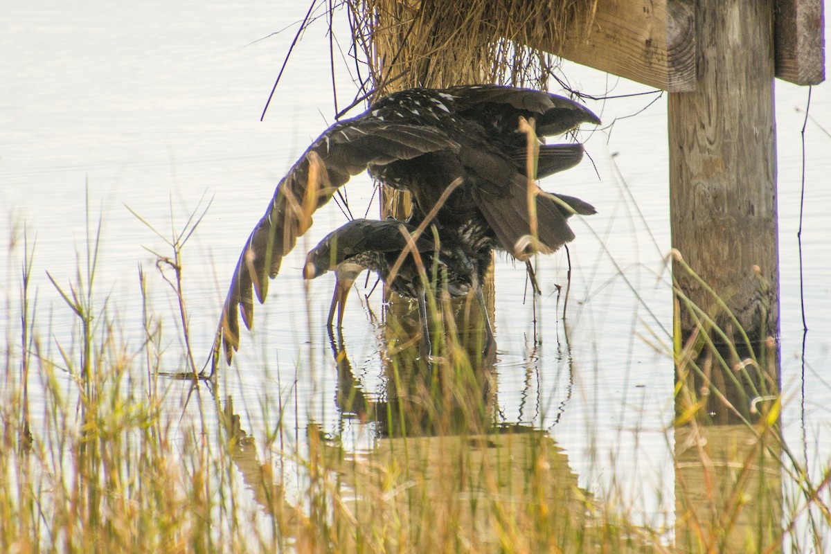 Limpkin (Speckled) - ML576342421