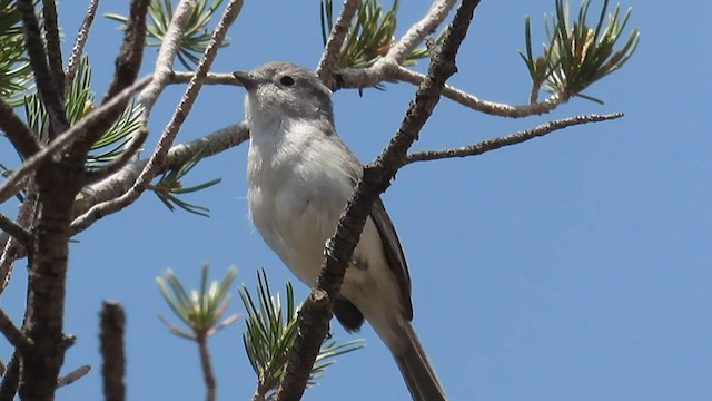 Gray Vireo - ML576342481