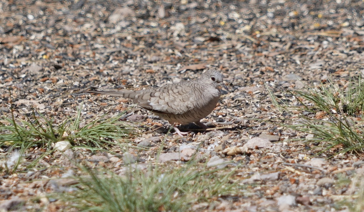 Inca Dove - ML576342761