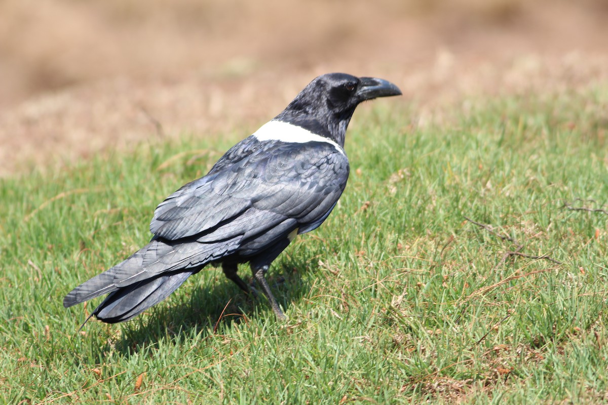 Pied Crow - ML576342851