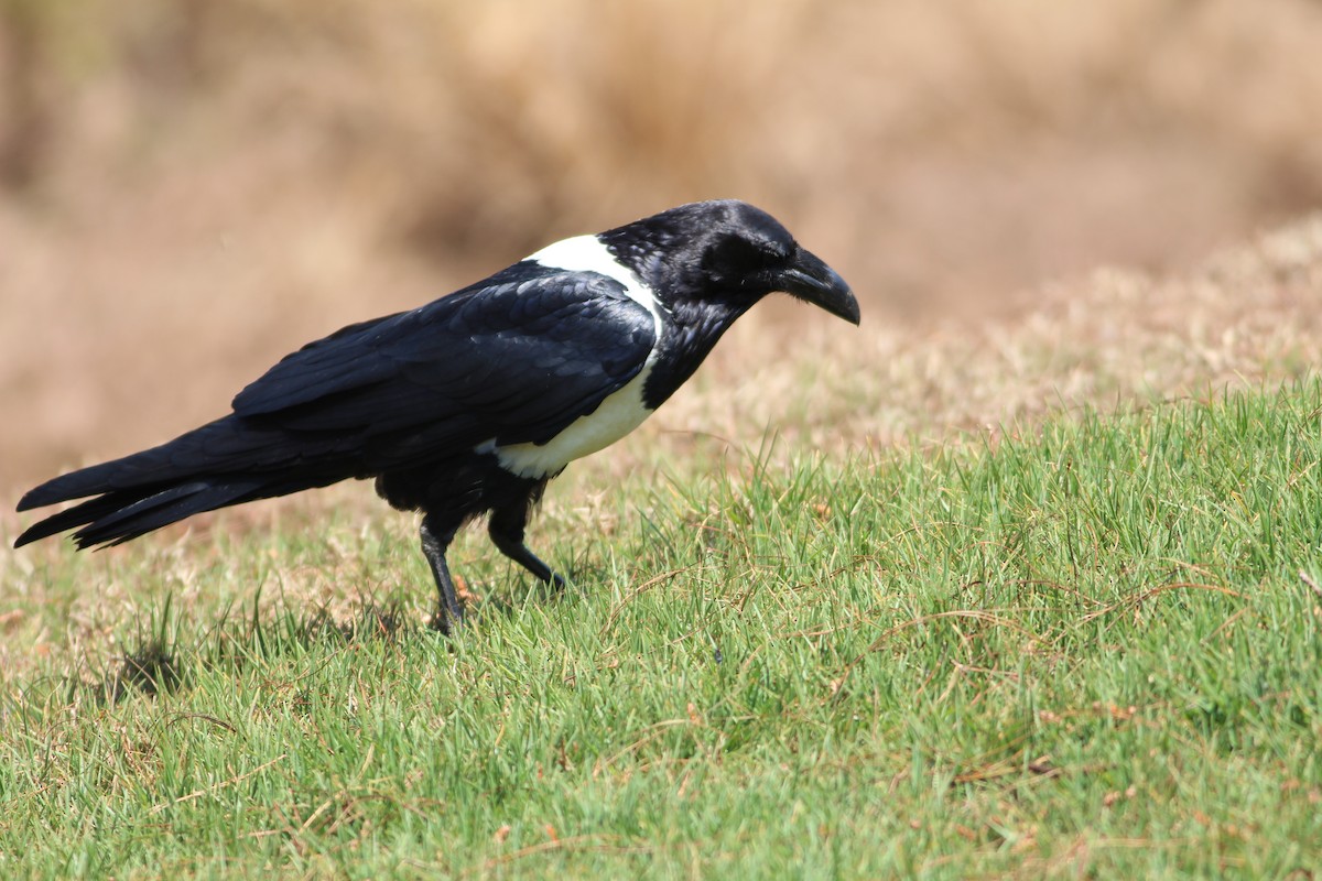 Pied Crow - Thomas Plath