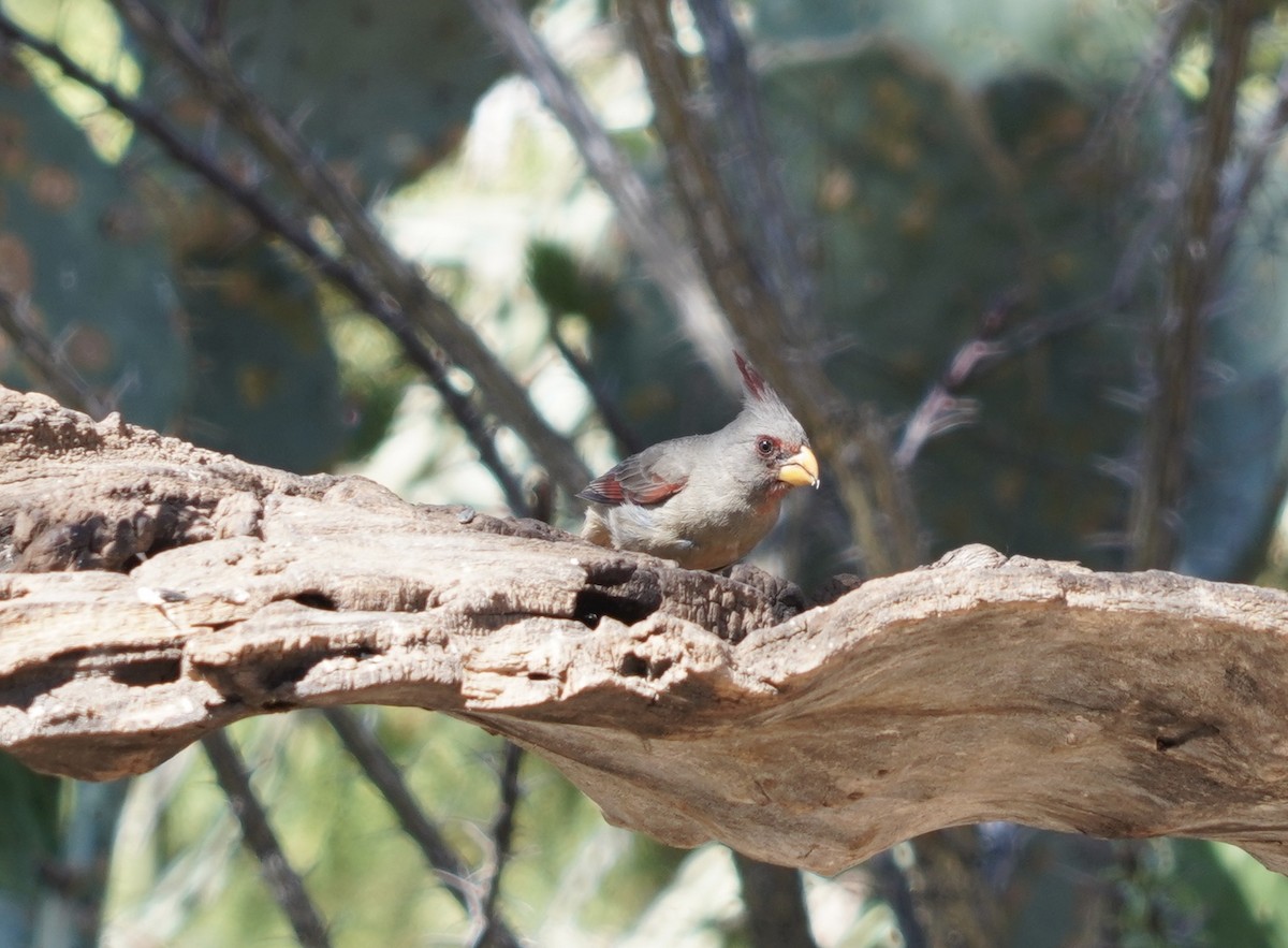Pyrrhuloxia - ML576342931
