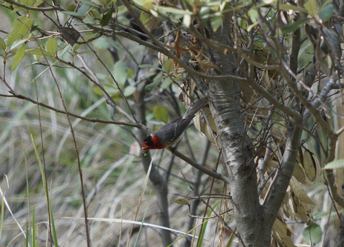 Red-faced Warbler - Deven Kammerichs-Berke