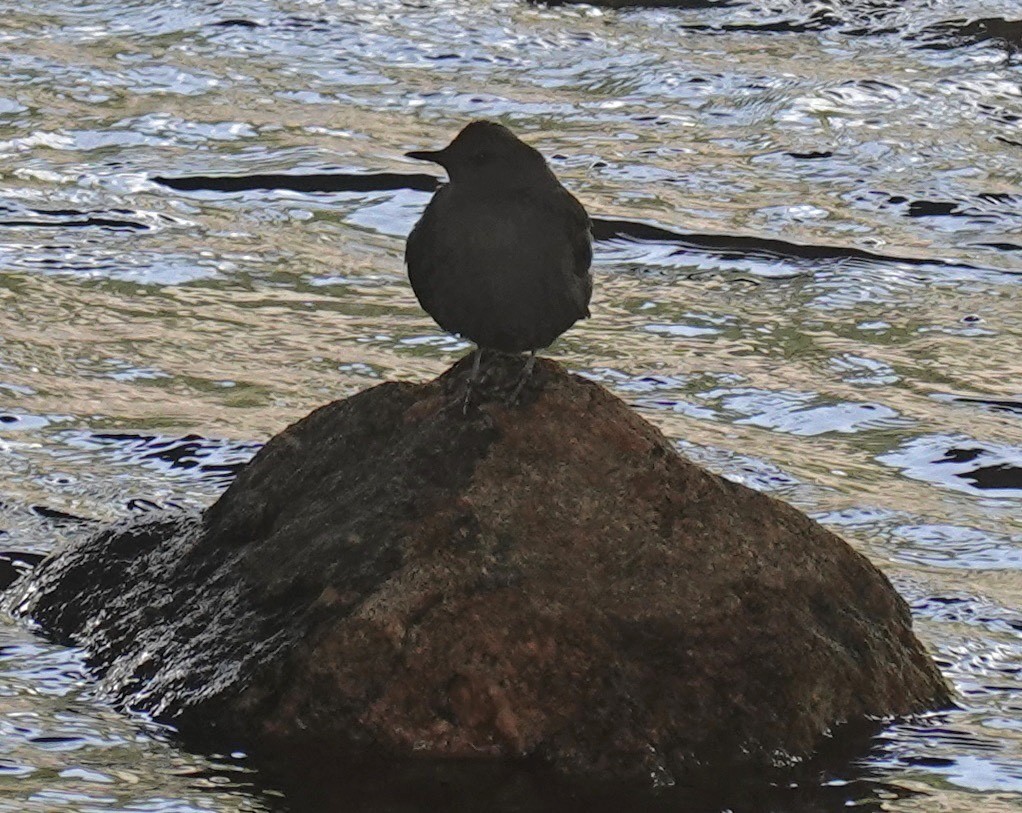 American Dipper - ML576343931