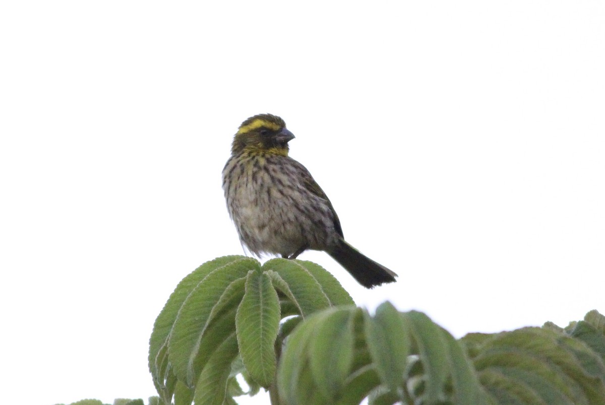 Yellow-browed Seedeater - Thomas Plath