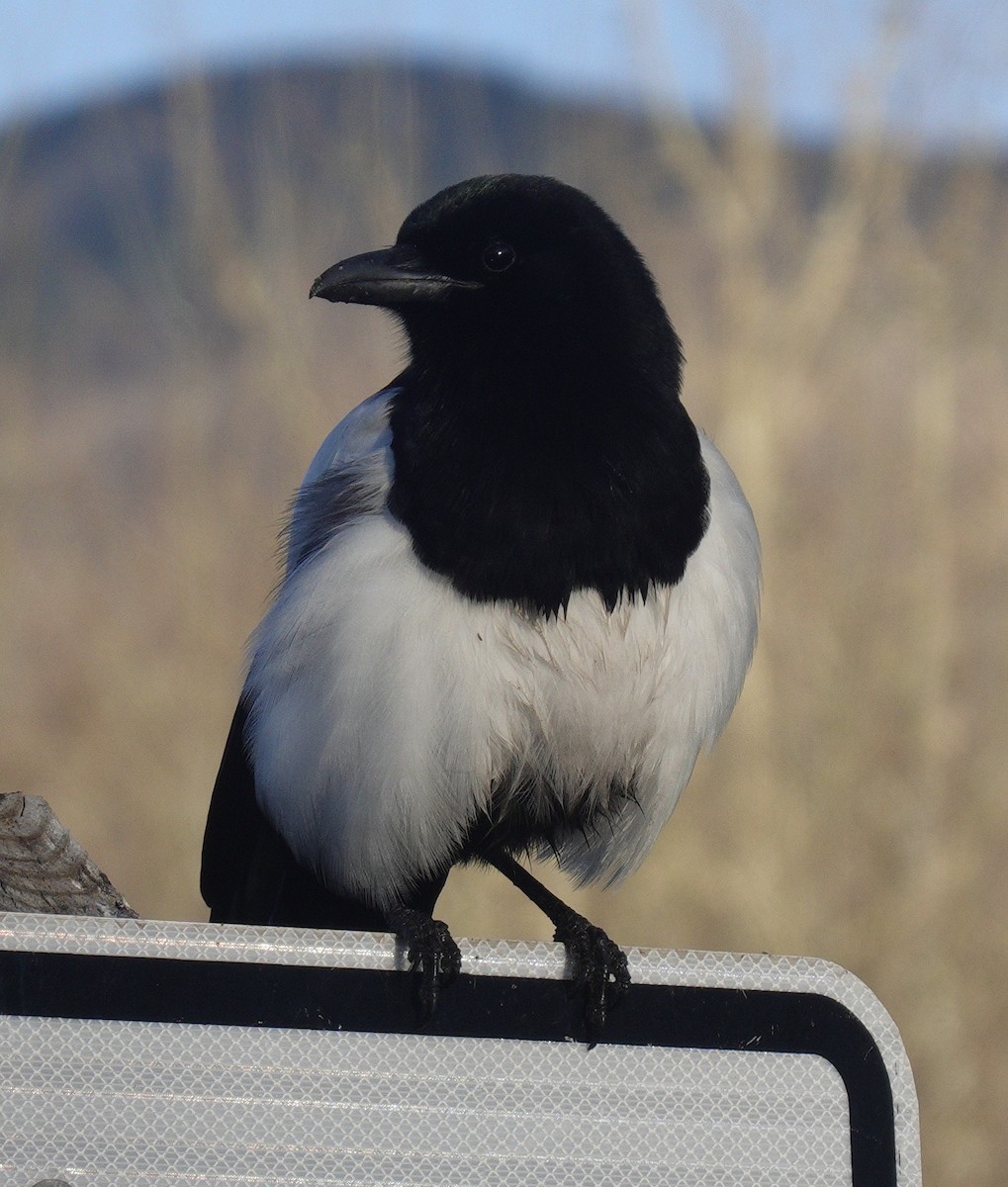 Black-billed Magpie - ML576344071