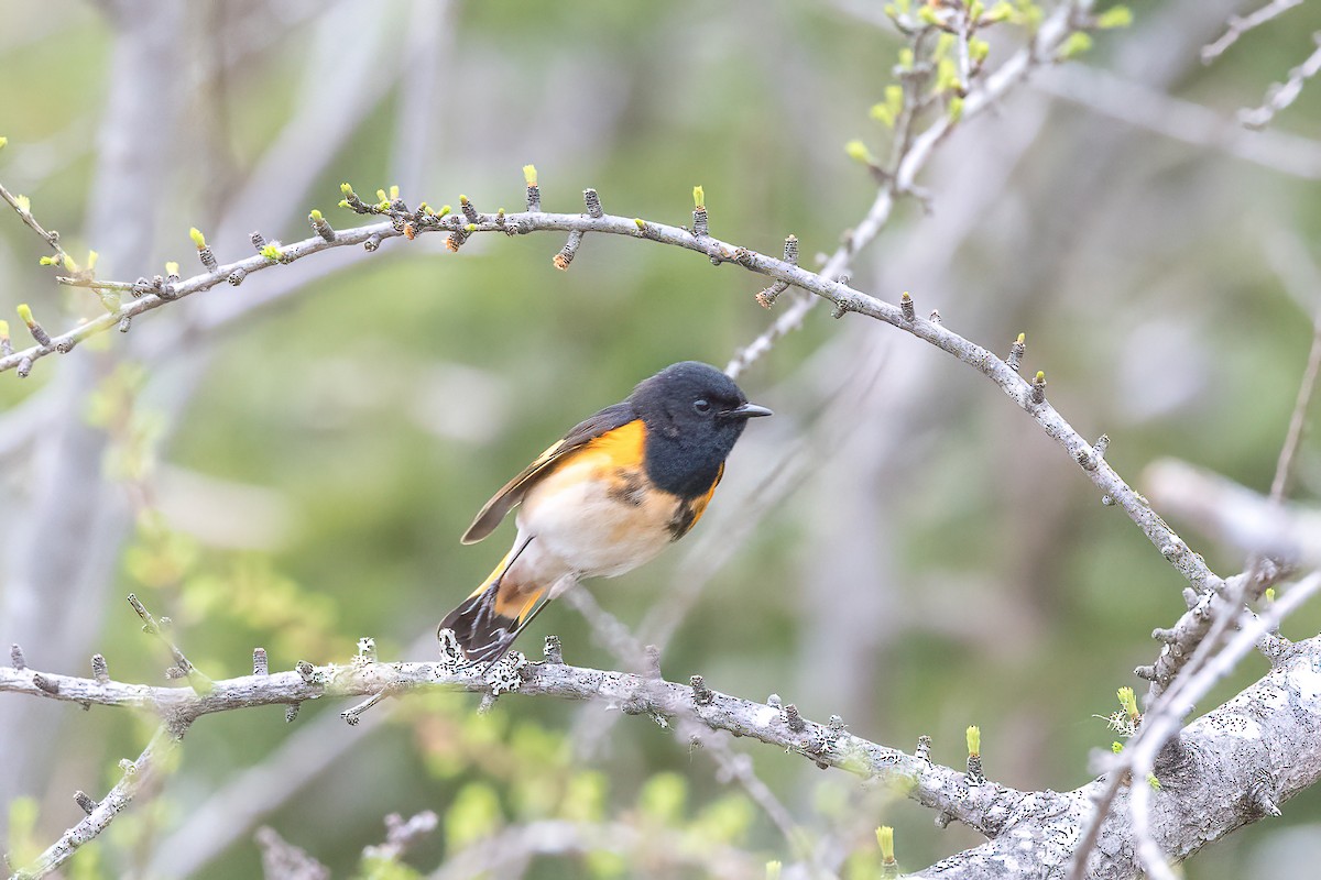 American Redstart - ML576344401