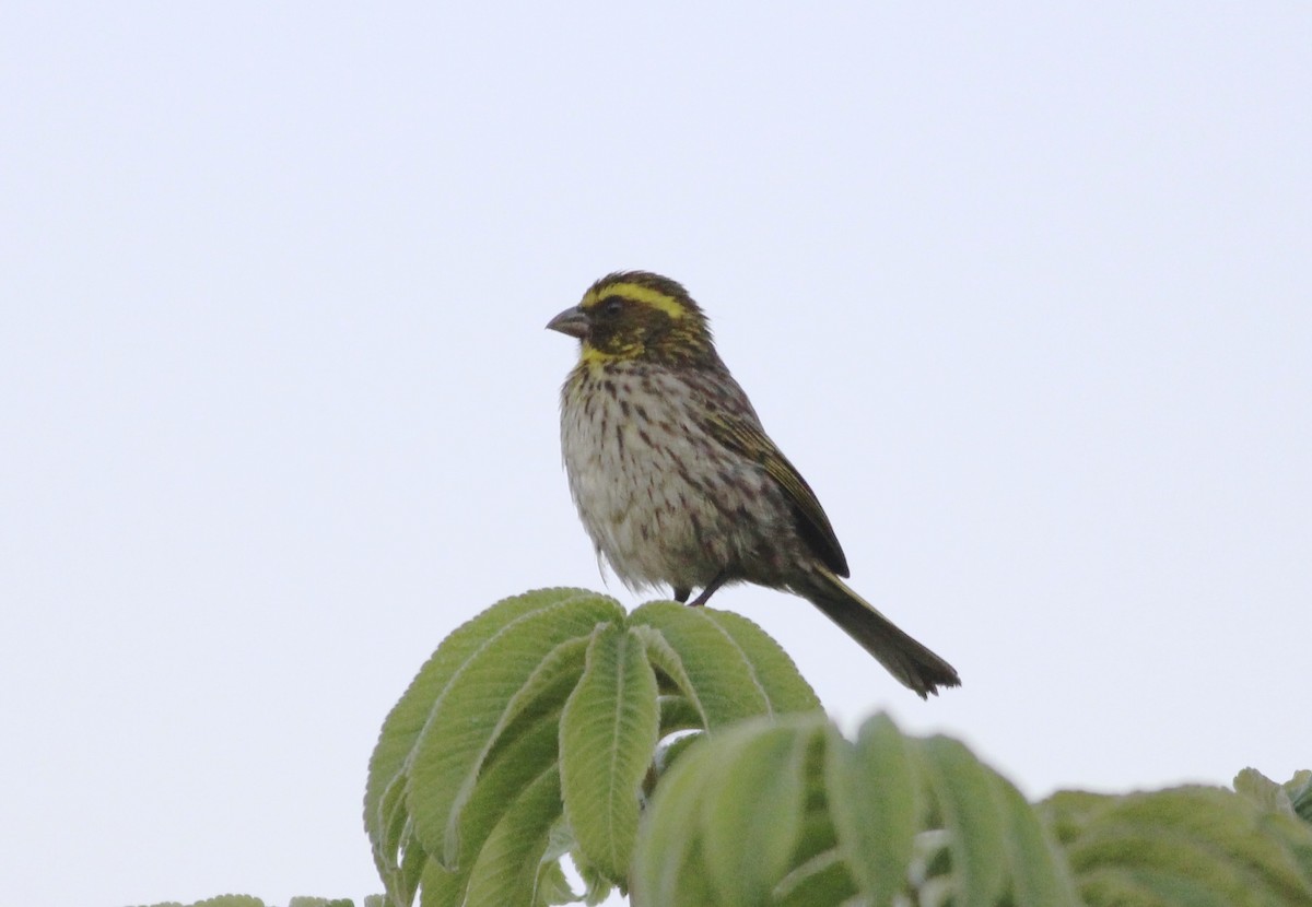 Yellow-browed Seedeater - Thomas Plath