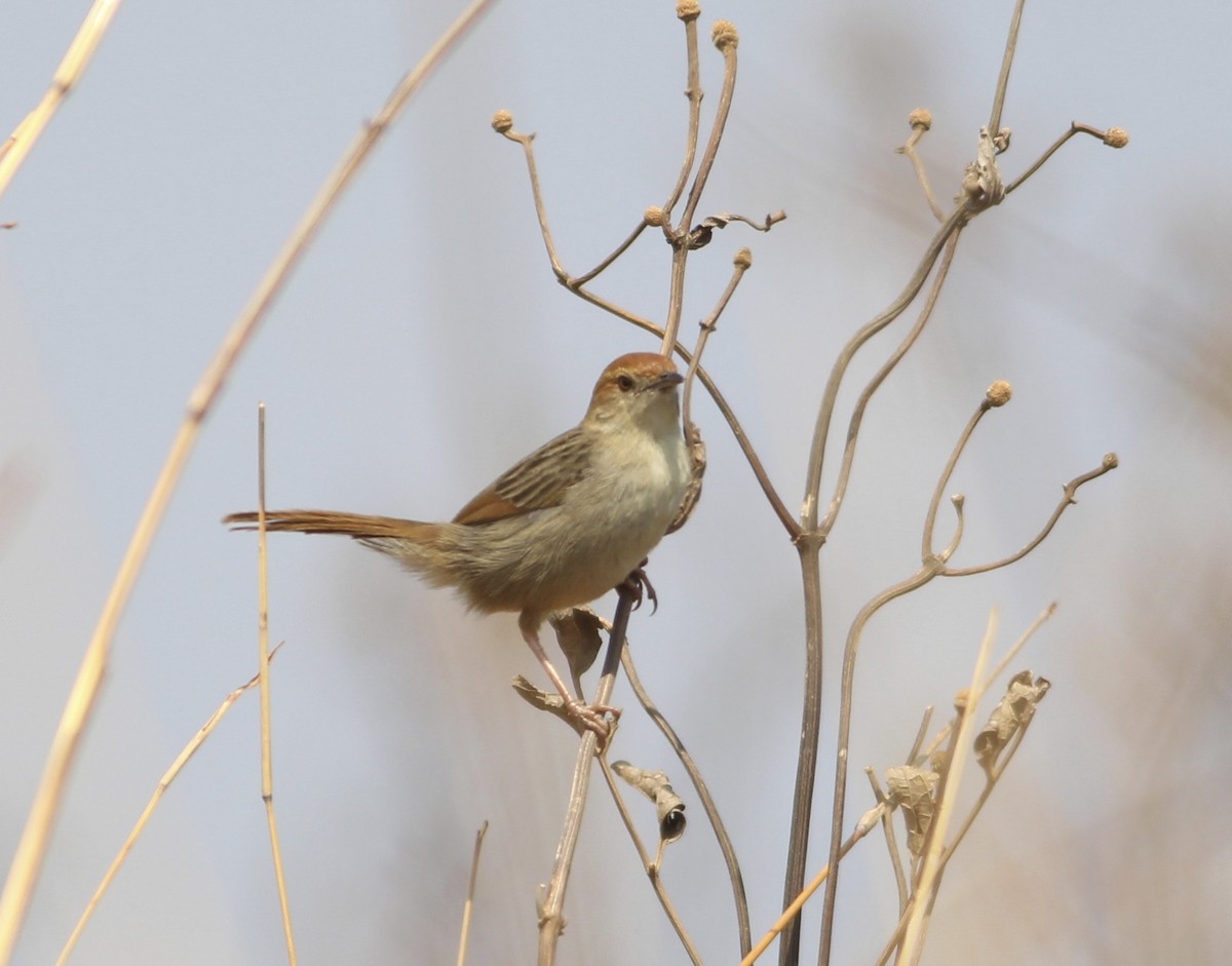 Churring Cisticola - ML576345051