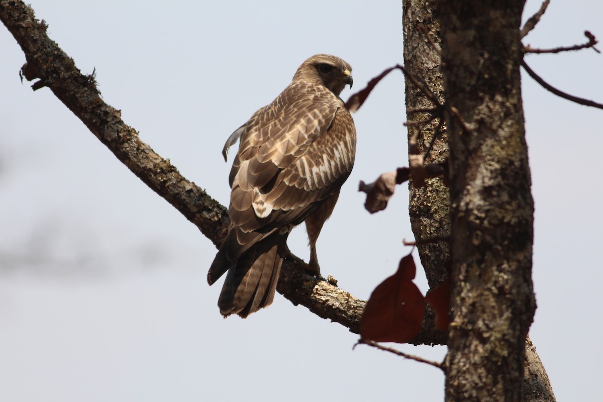 Mountain Buzzard - ML576345141