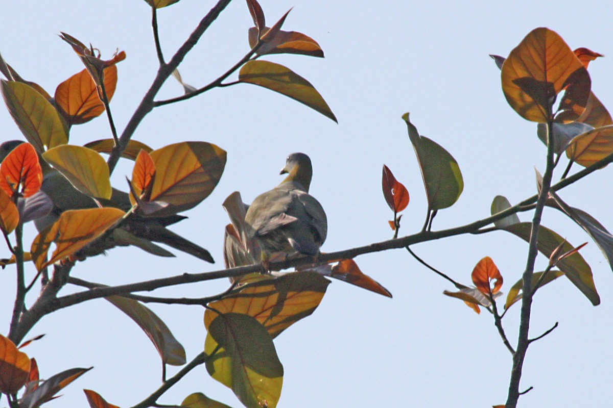 Orange-breasted Green-Pigeon - ML576349331