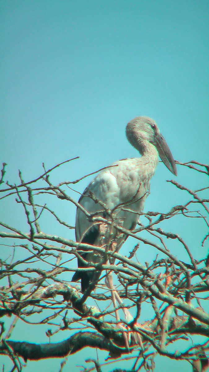 Asian Openbill - ML576350021