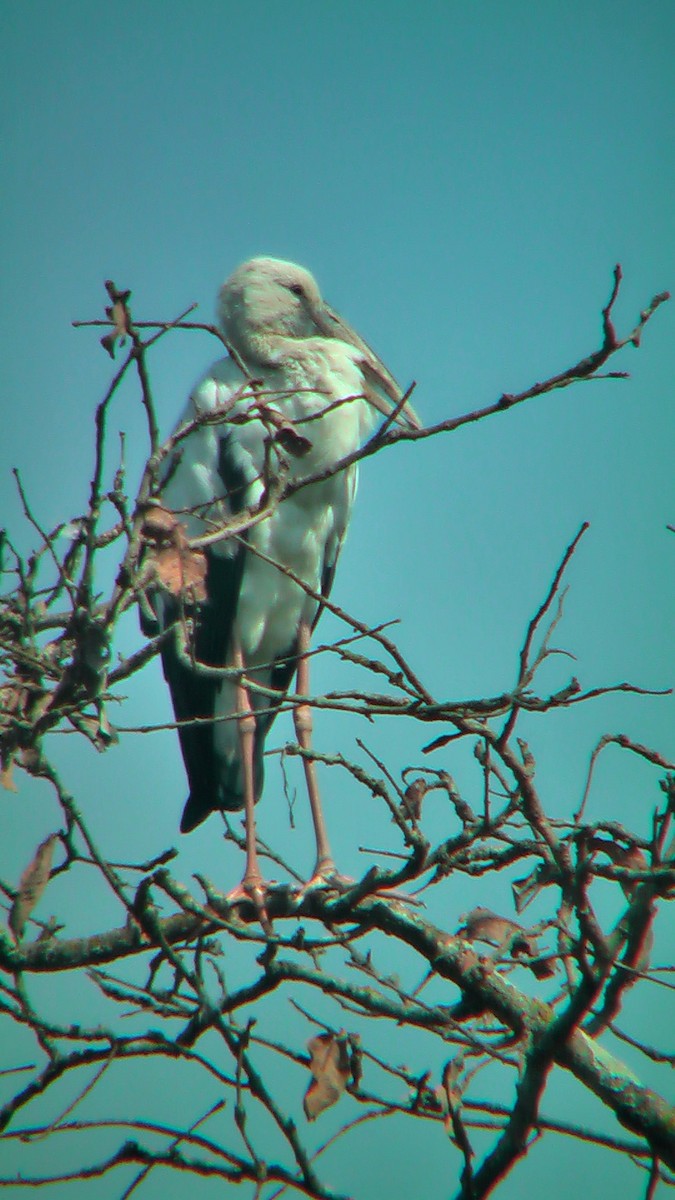 Asian Openbill - ML576350031