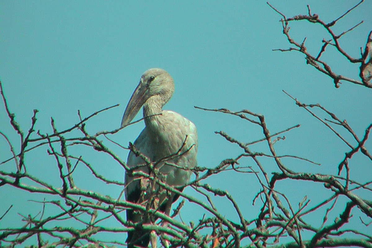 Asian Openbill - ML576350041