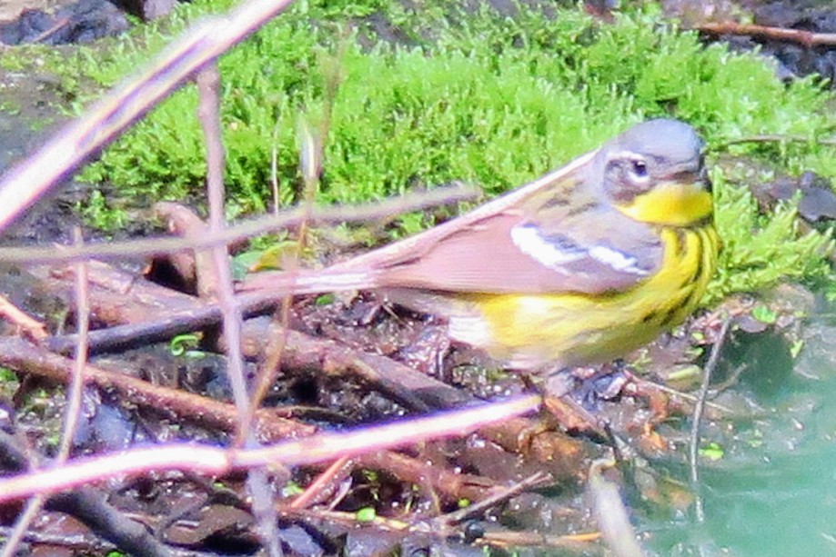 Magnolia Warbler - ML576350481