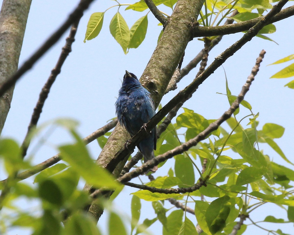 Indigo Bunting - ML576352601