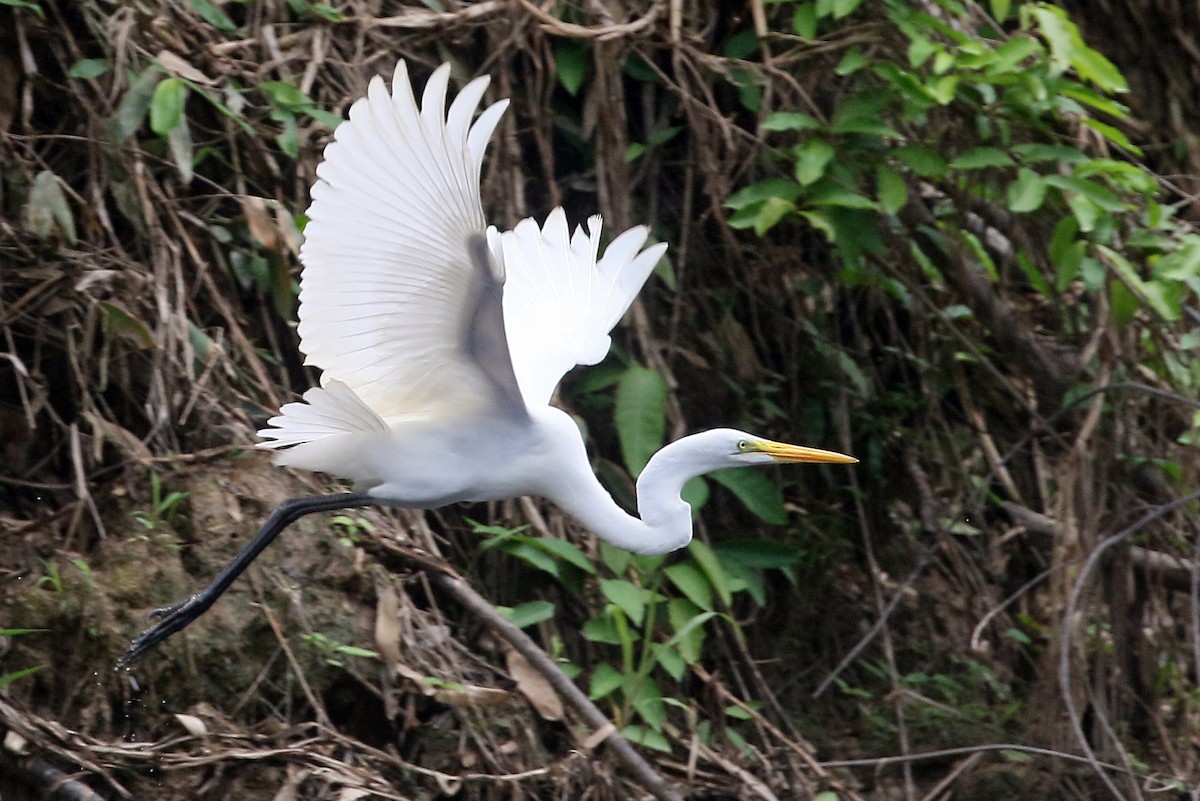 Great Egret - ML576352721