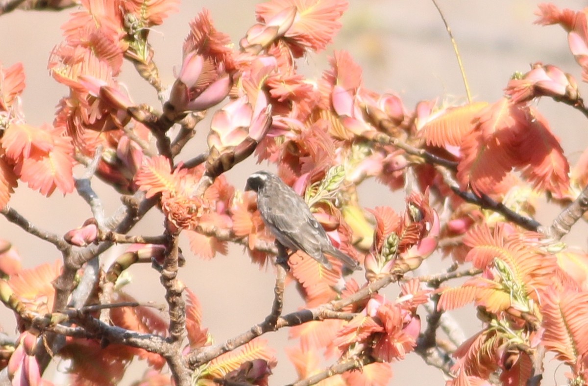 Black-eared Seedeater - ML576352791