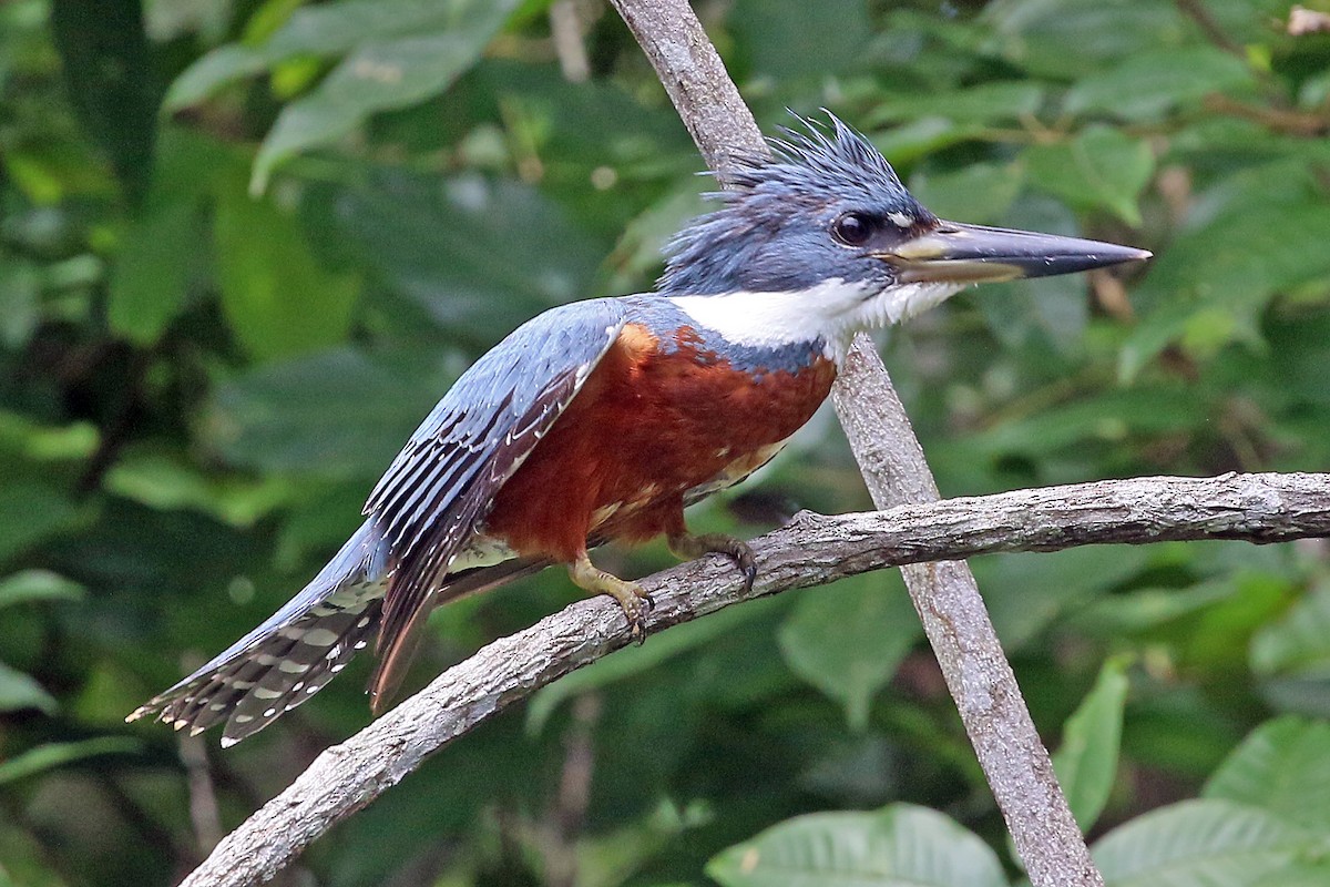 Ringed Kingfisher - ML576353471