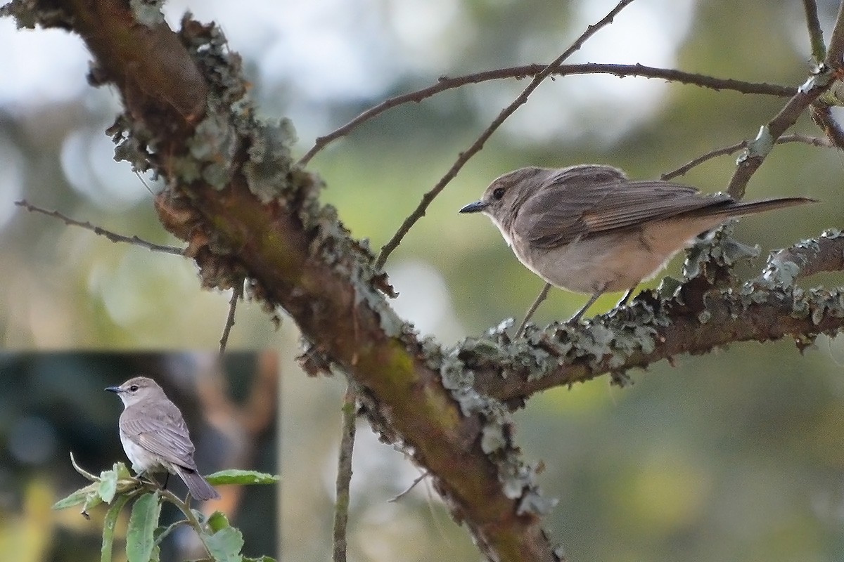 Pale Flycatcher - ML576353601