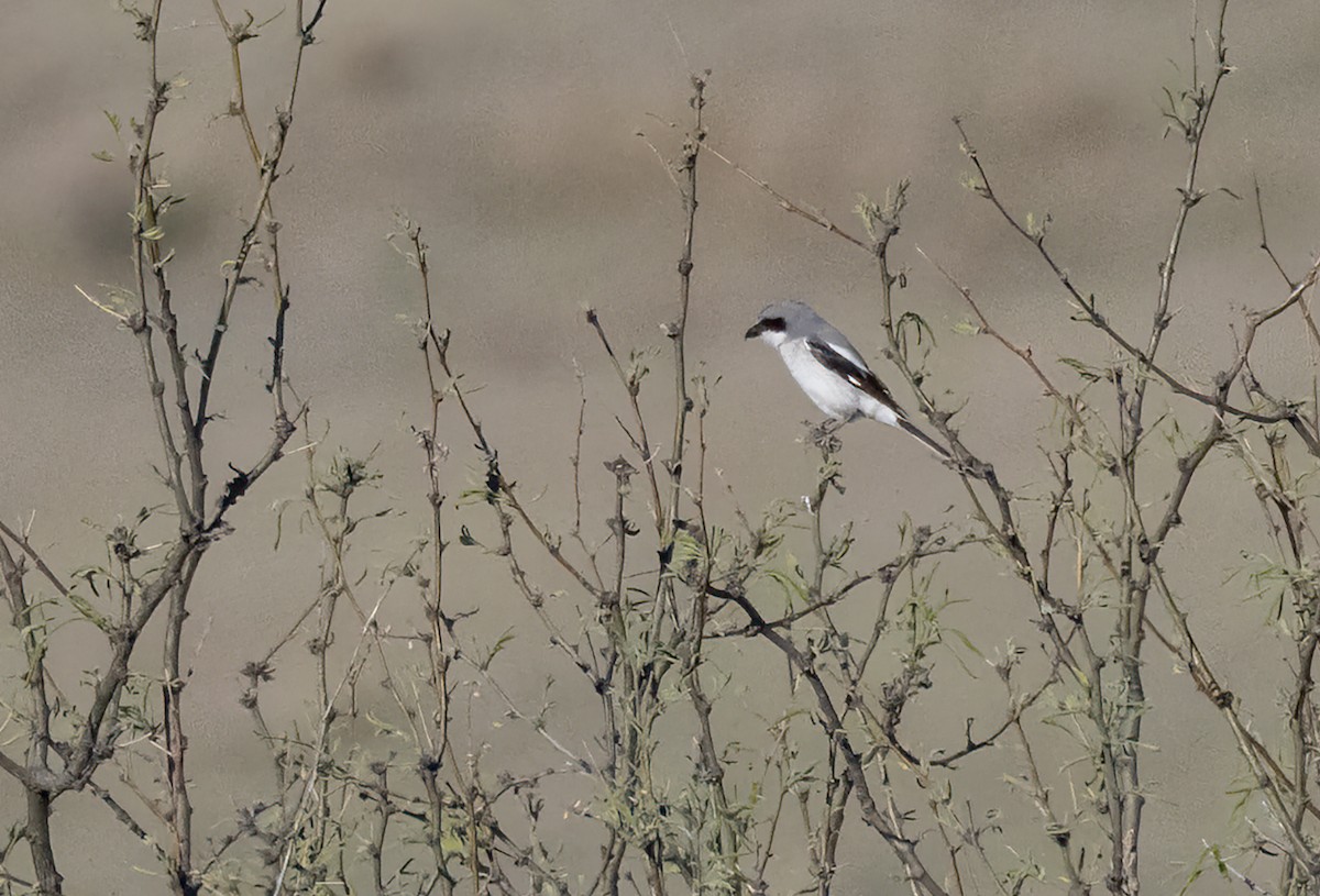 Loggerhead Shrike - ML576354911