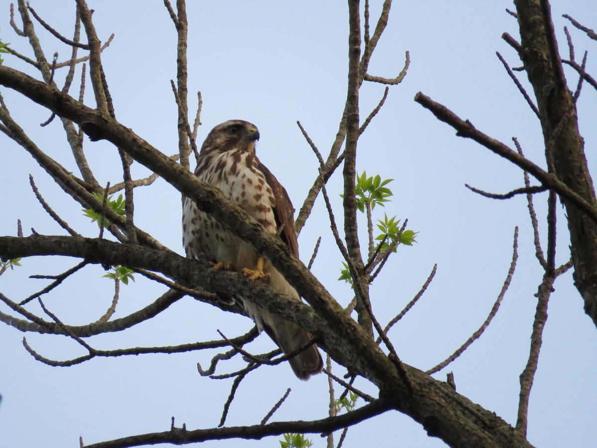 Broad-winged Hawk - ML576355201