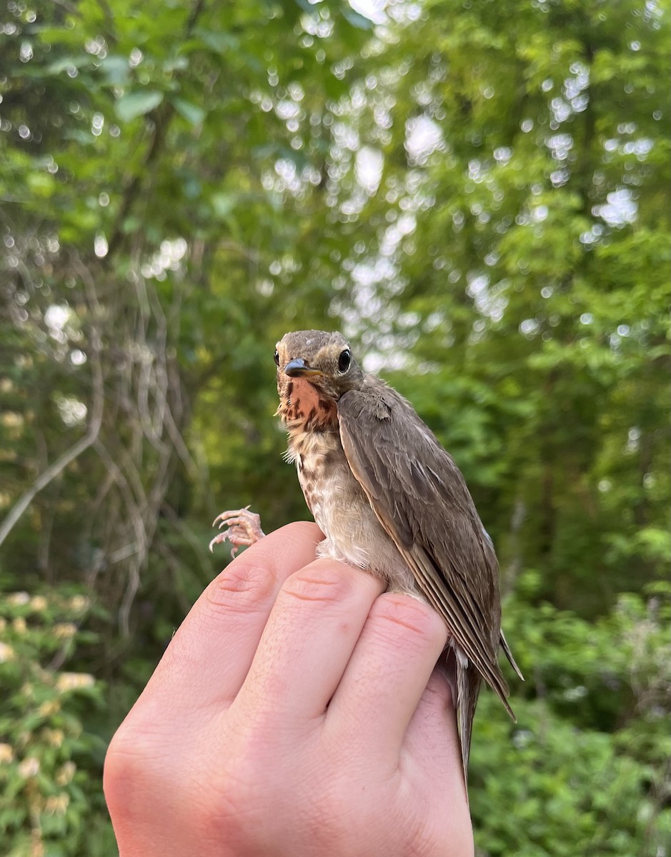 Swainson's Thrush (Olive-backed) - ML576355351