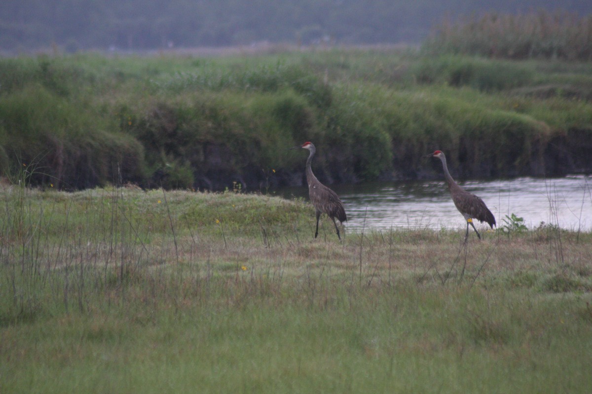 Sandhill Crane (pratensis) - ML576355441