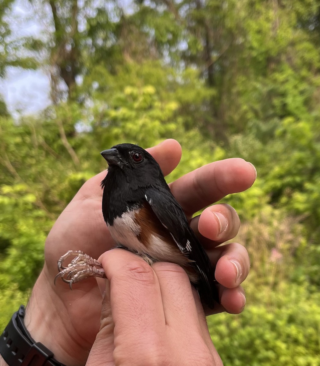 Eastern Towhee - ML576355451