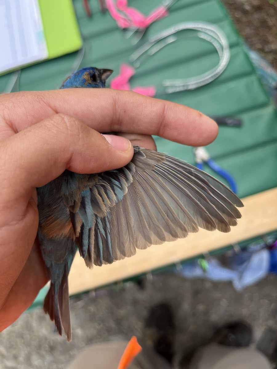 Indigo Bunting - Oscar Nigam