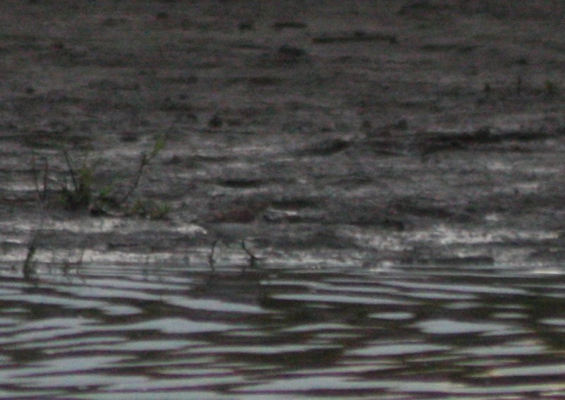 Semipalmated Sandpiper - ML576355671