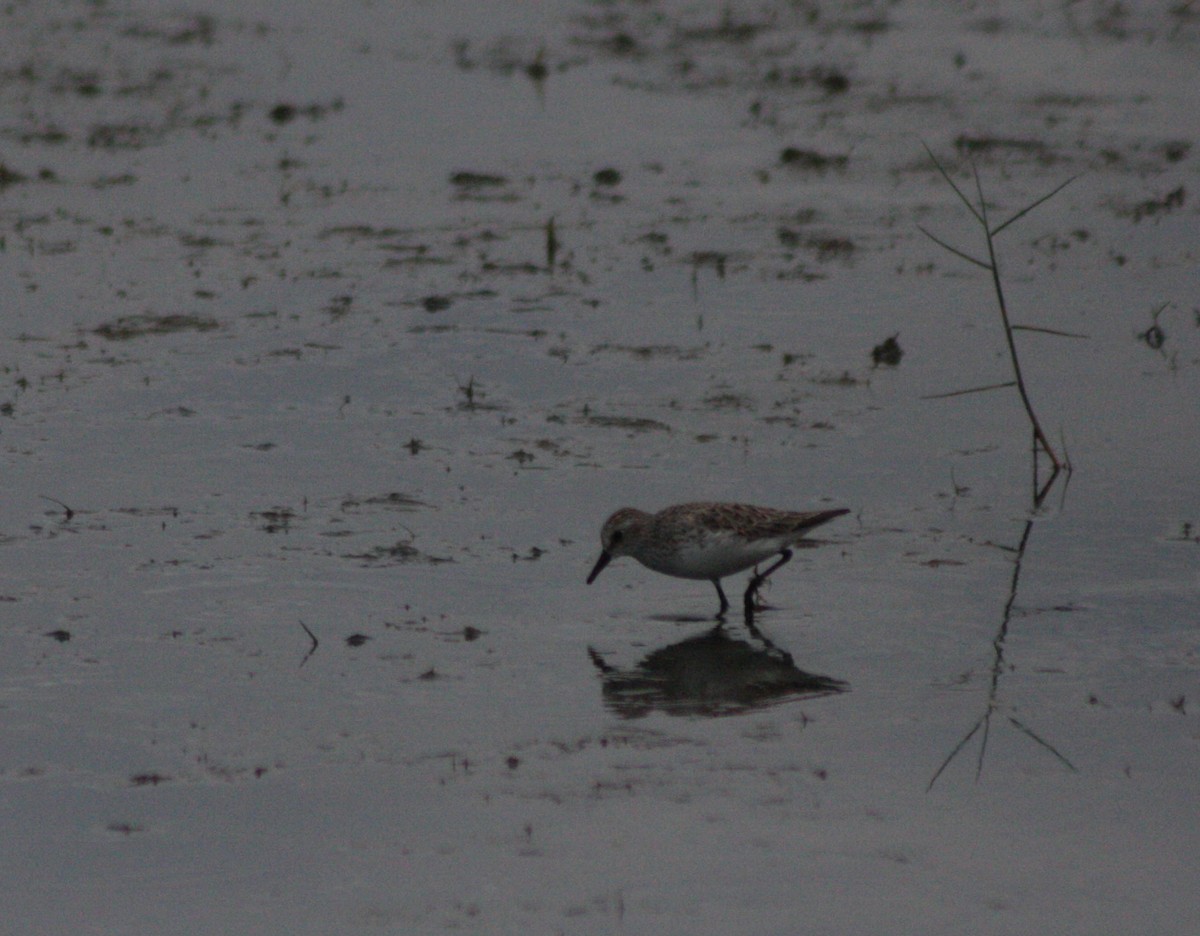 Semipalmated Sandpiper - ML576355681