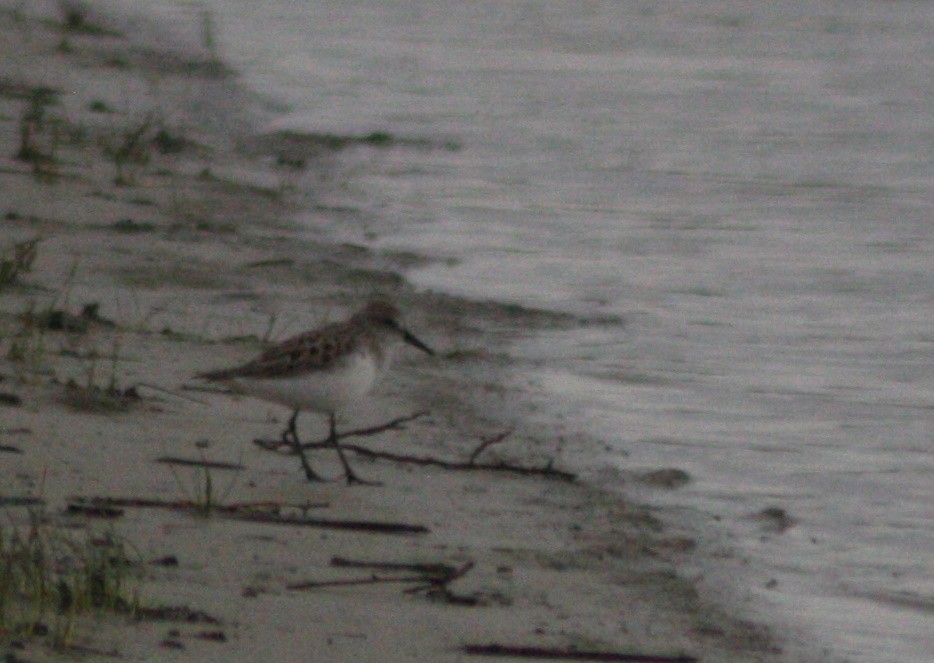 Semipalmated Sandpiper - ML576355691