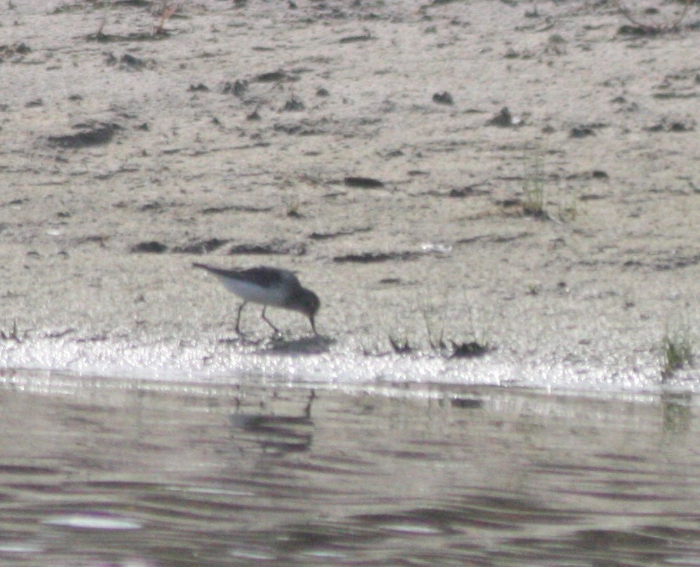 Semipalmated Sandpiper - ML576355701