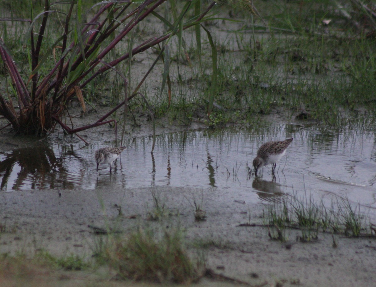 Semipalmated Sandpiper - ML576355721