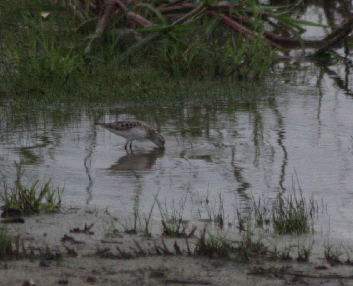 Semipalmated Sandpiper - ML576355731