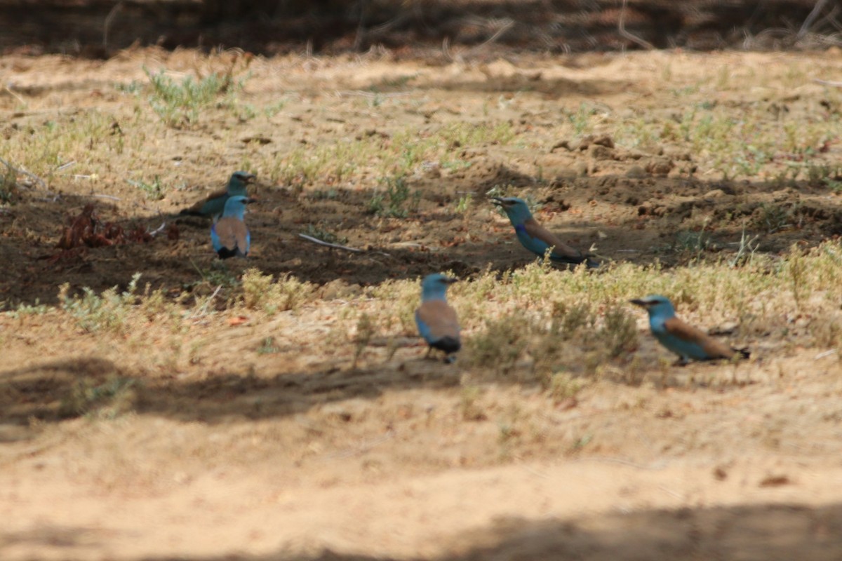 European Roller - ML576355741