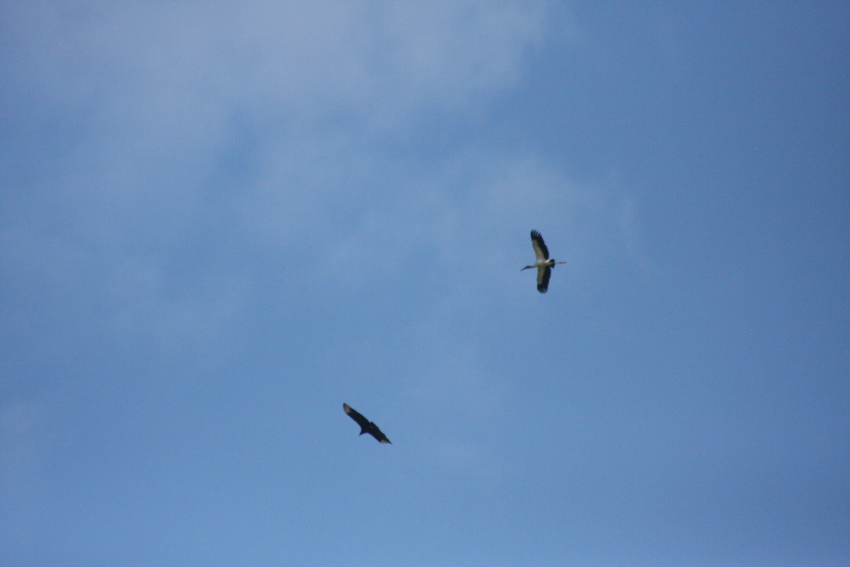 Wood Stork - ML576355811