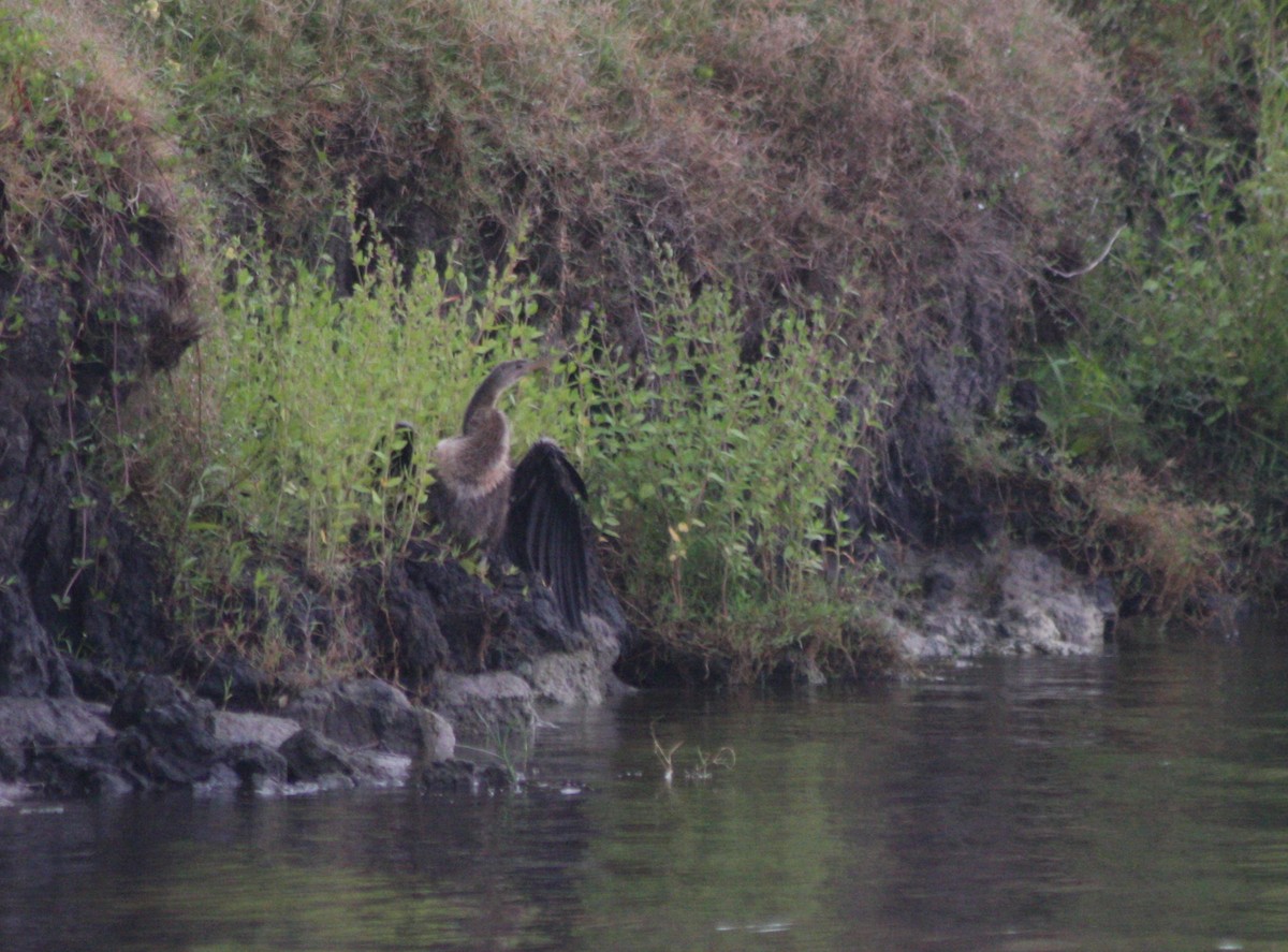 Anhinga Americana - ML576355891