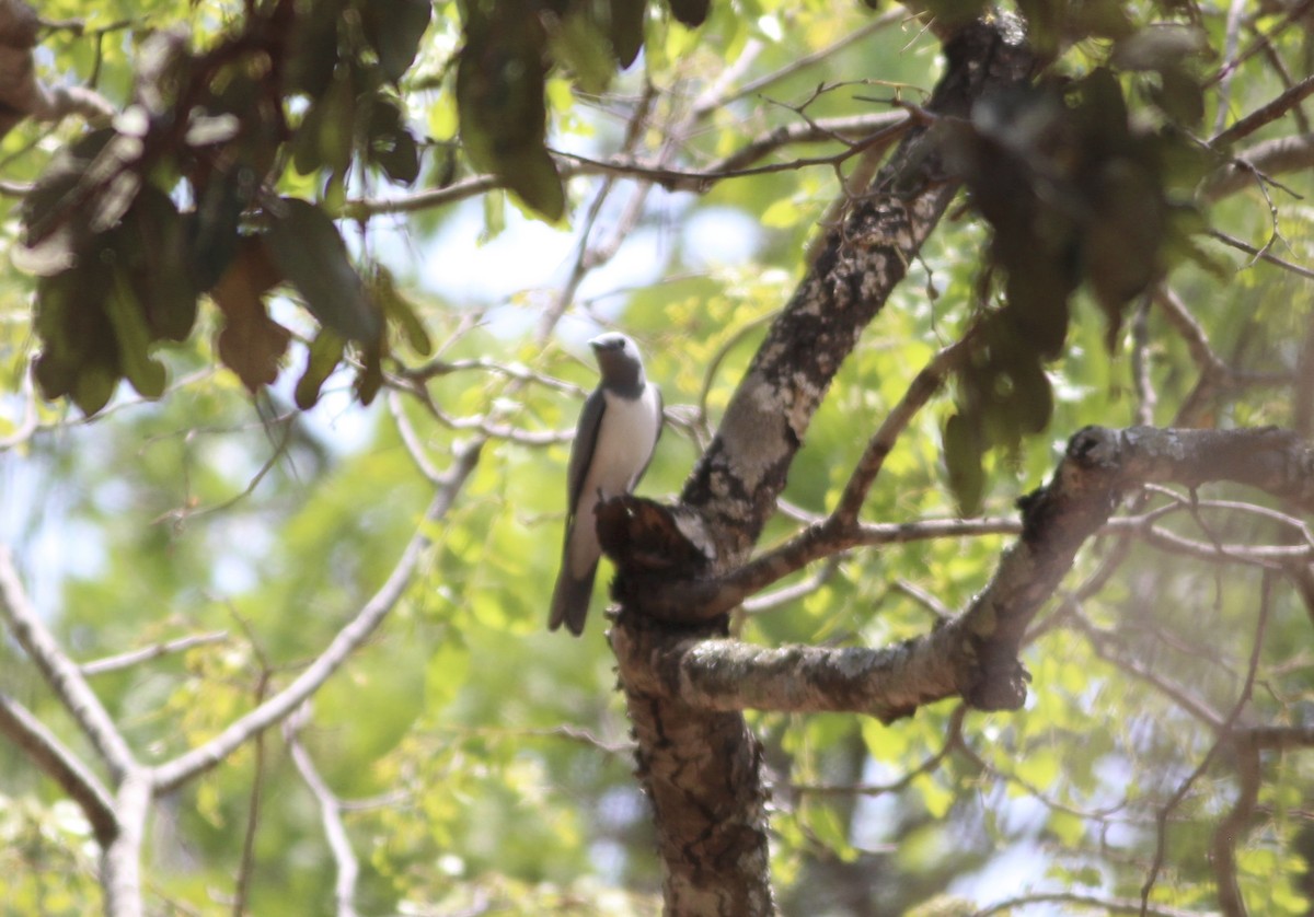 White-breasted Cuckooshrike - ML576356151