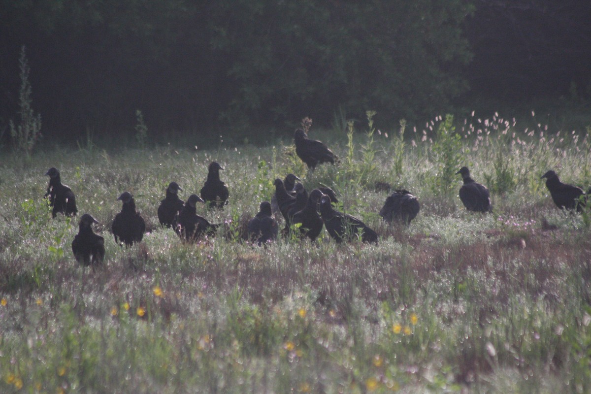 Black Vulture - ML576356281