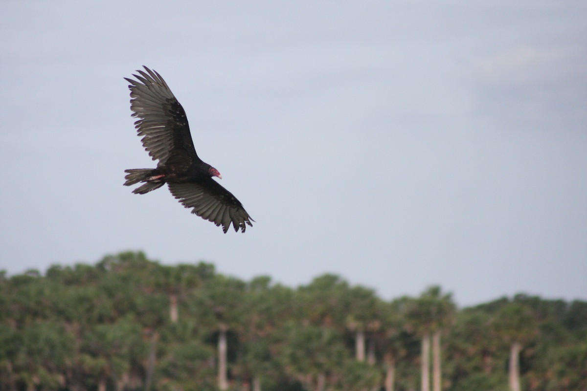 Turkey Vulture - ML576356381