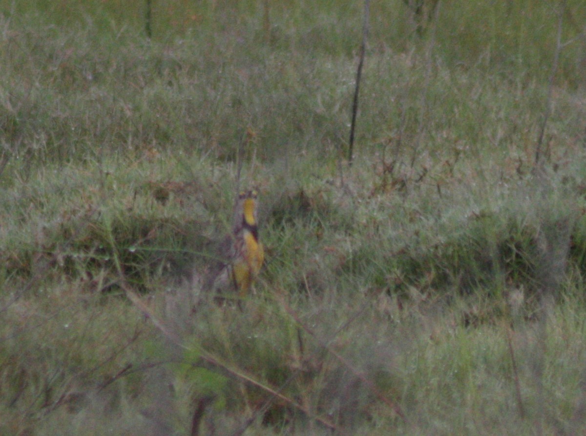 Eastern Meadowlark - ML576356541