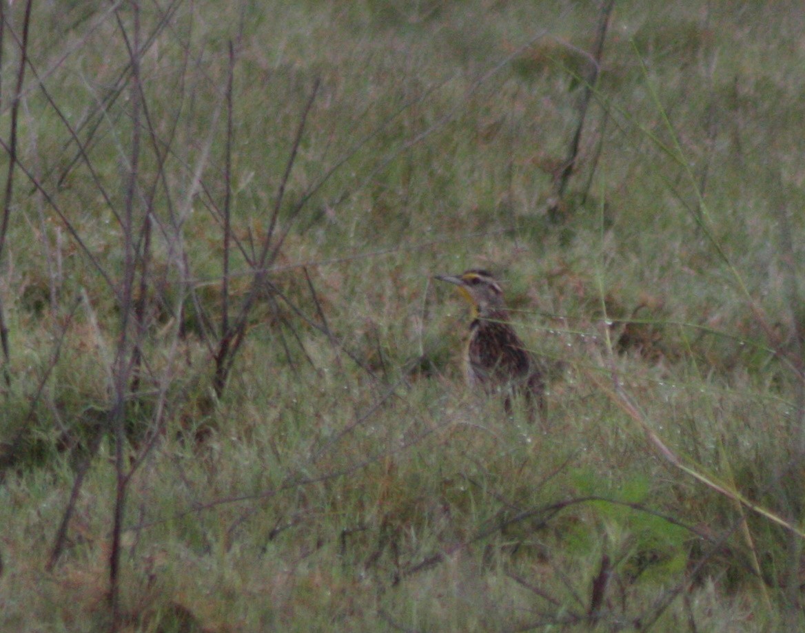 Eastern Meadowlark - ML576356571