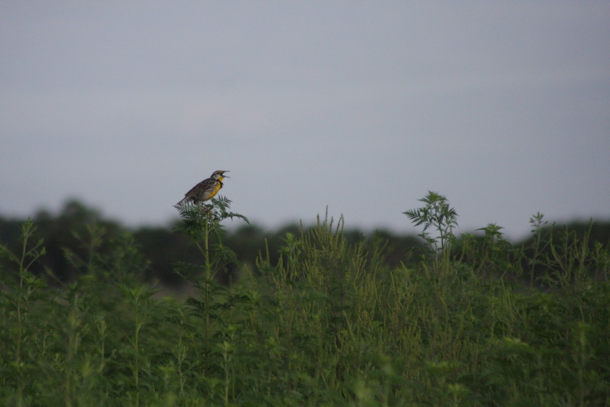 Eastern Meadowlark - ML576356591