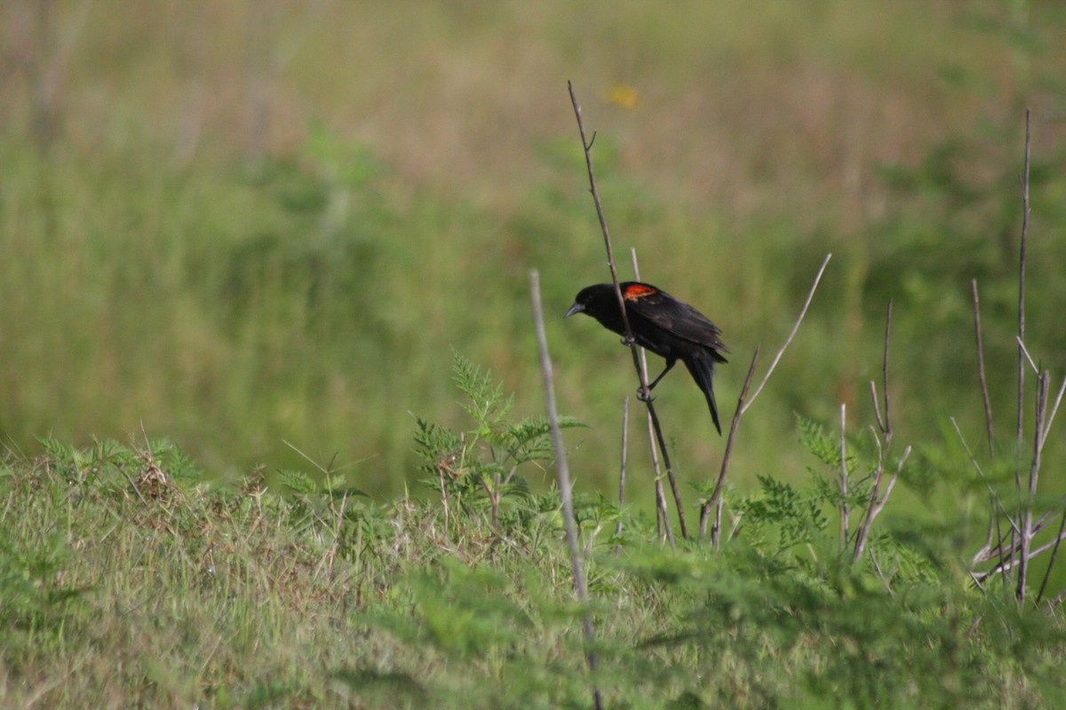 Red-winged Blackbird - ML576356731
