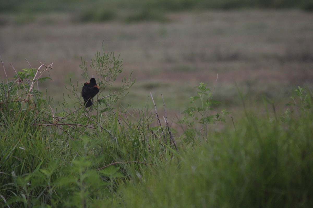 Red-winged Blackbird - ML576356741