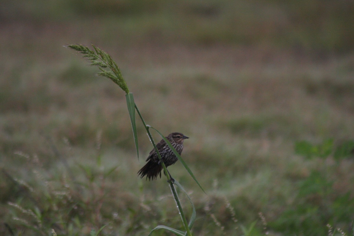 Red-winged Blackbird - ML576356751