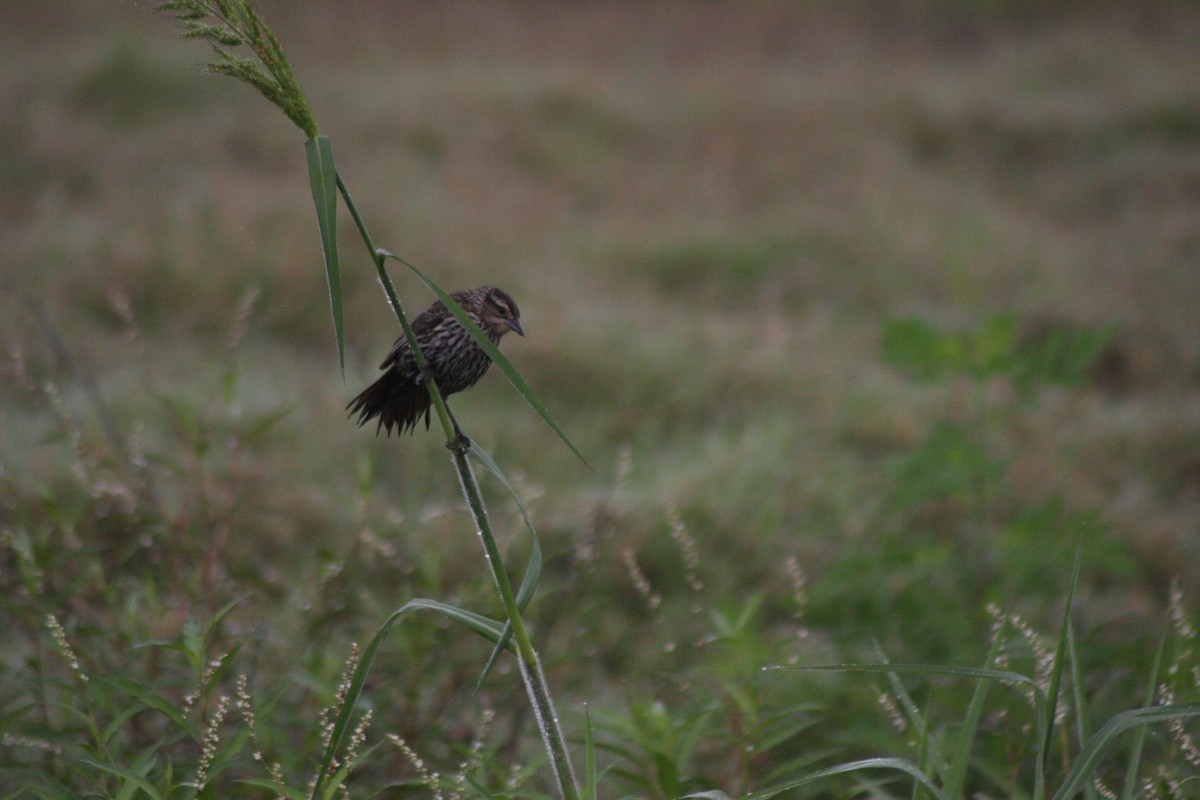 Red-winged Blackbird - ML576356761